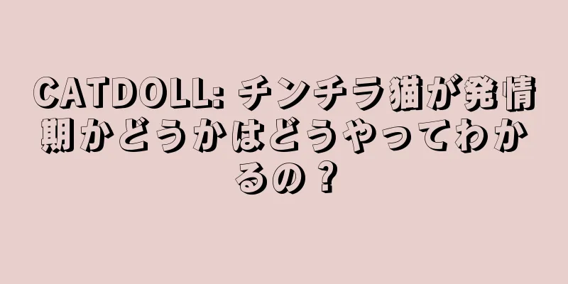 CATDOLL: チンチラ猫が発情期かどうかはどうやってわかるの？