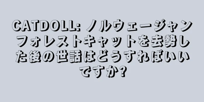 CATDOLL: ノルウェージャンフォレストキャットを去勢した後の世話はどうすればいいですか?