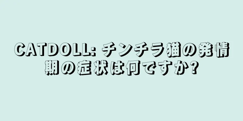 CATDOLL: チンチラ猫の発情期の症状は何ですか?