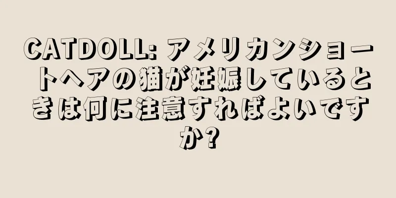 CATDOLL: アメリカンショートヘアの猫が妊娠しているときは何に注意すればよいですか?