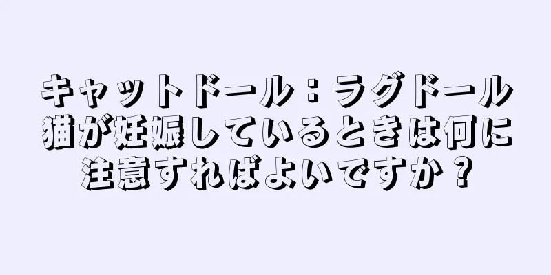 キャットドール：ラグドール猫が妊娠しているときは何に注意すればよいですか？