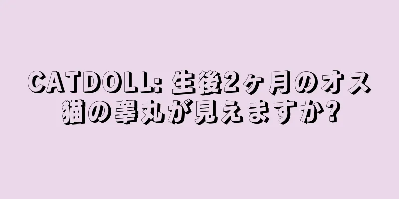 CATDOLL: 生後2ヶ月のオス猫の睾丸が見えますか?