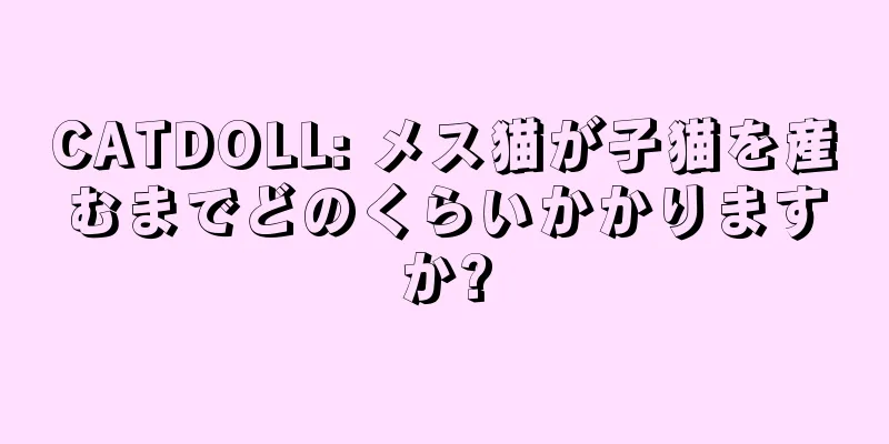 CATDOLL: メス猫が子猫を産むまでどのくらいかかりますか?