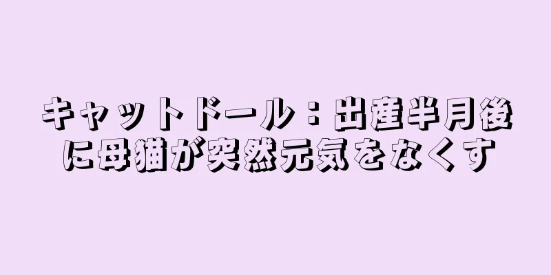 キャットドール：出産半月後に母猫が突然元気をなくす