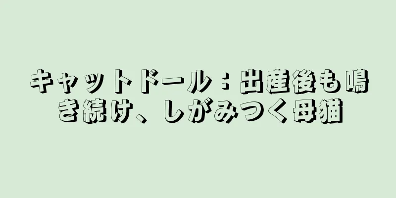 キャットドール：出産後も鳴き続け、しがみつく母猫