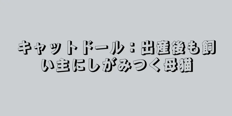 キャットドール：出産後も飼い主にしがみつく母猫