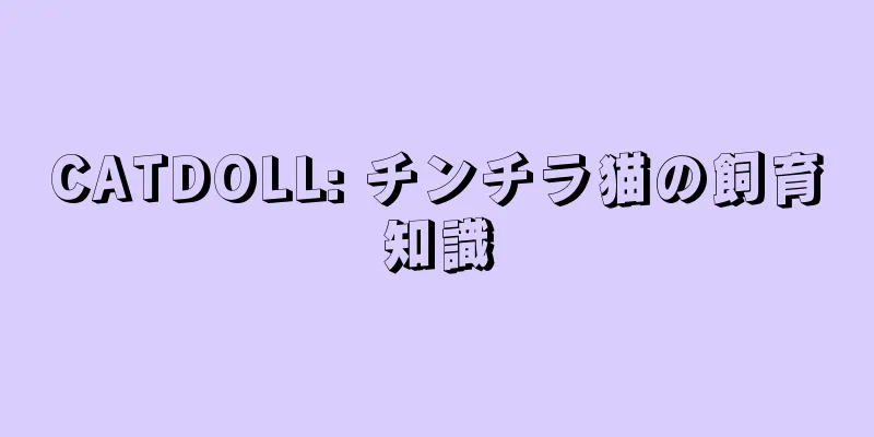 CATDOLL: チンチラ猫の飼育知識