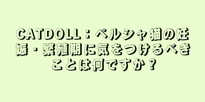 CATDOLL：ペルシャ猫の妊娠・繁殖期に気をつけるべきことは何ですか？