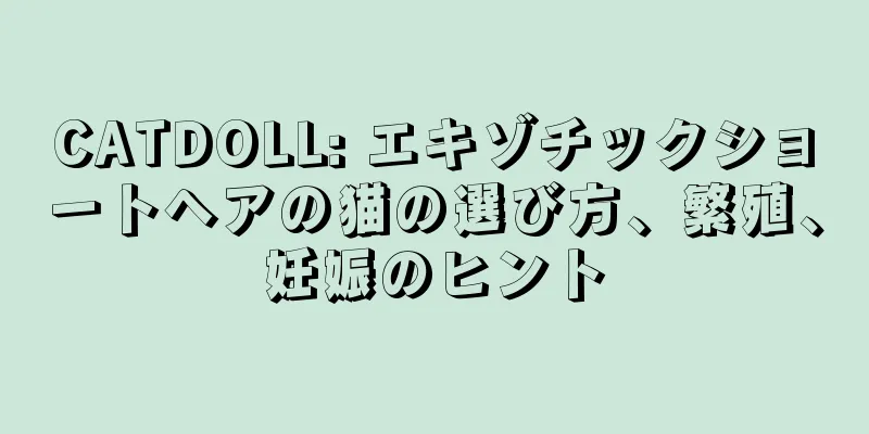 CATDOLL: エキゾチックショートヘアの猫の選び方、繁殖、妊娠のヒント