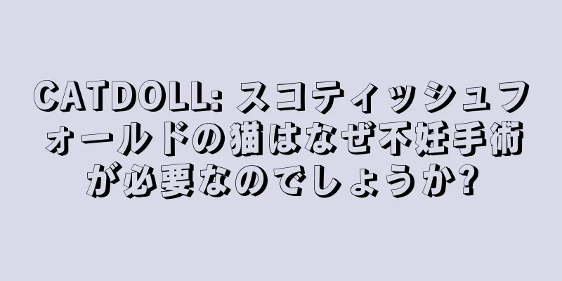 CATDOLL: スコティッシュフォールドの猫はなぜ不妊手術が必要なのでしょうか?