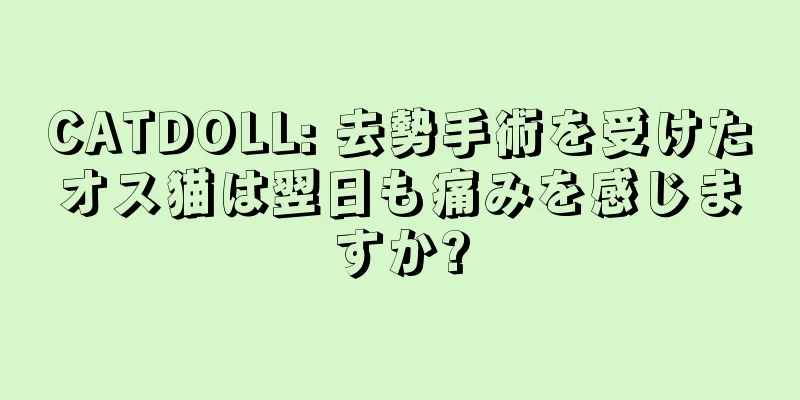 CATDOLL: 去勢手術を受けたオス猫は翌日も痛みを感じますか?