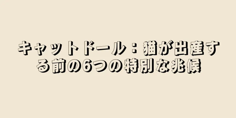 キャットドール：猫が出産する前の6つの特別な兆候