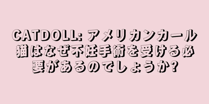 CATDOLL: アメリカンカール猫はなぜ不妊手術を受ける必要があるのでしょうか?
