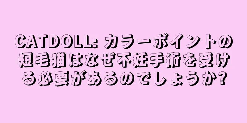 CATDOLL: カラーポイントの短毛猫はなぜ不妊手術を受ける必要があるのでしょうか?