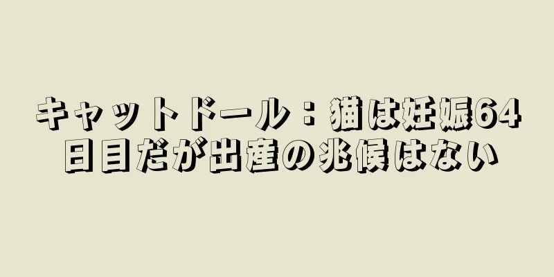 キャットドール：猫は妊娠64日目だが出産の兆候はない