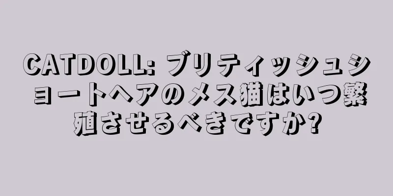 CATDOLL: ブリティッシュショートヘアのメス猫はいつ繁殖させるべきですか?